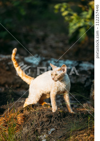 Cute Funny Curious Playful Beautiful Devon Rex Cat walking in park grass. Obedient Devon Rex Cat With Cream Fur Color. Cats Portrait. Amazing Happy Pets. hairless cat 112257446