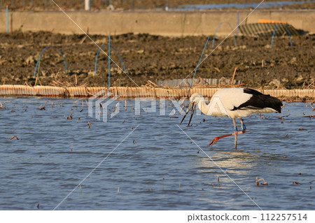 Stork foraging in a lotus root field Stork foraging in a lotus root field 112257514