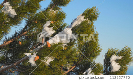 A pine branch with cones covered with snow A pine branch with cones covered with snow 112257770