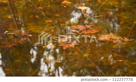 Yellow autumn leaves in a puddle 112257778