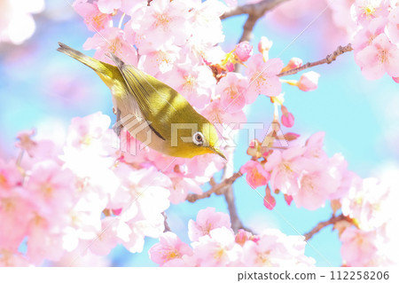 櫻花和mezzo 112258206