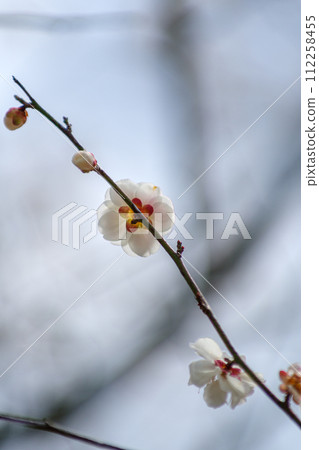 Plum blossoms telling the arrival of spring 112258455