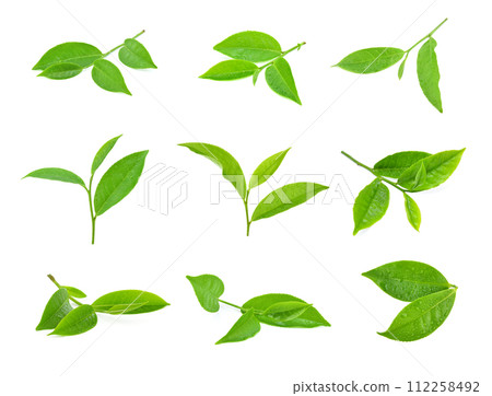 leaves Fresh green tea with drops of water isolated on white background. leaves Fresh green tea with drops of water isolated on white background. 112258492