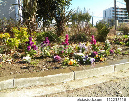 Kojima Flower Society flower garden stock, viola flowers and leaf buttons 112258536