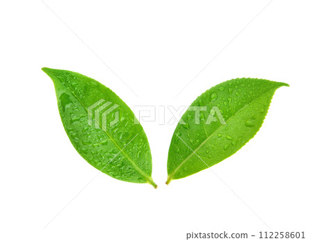 Top view of leaves green tea with drops of water isolated on white background 112258601
