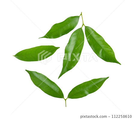 green leaf of lychee isolated on white background green leaf of lychee isolated on white background 112258610