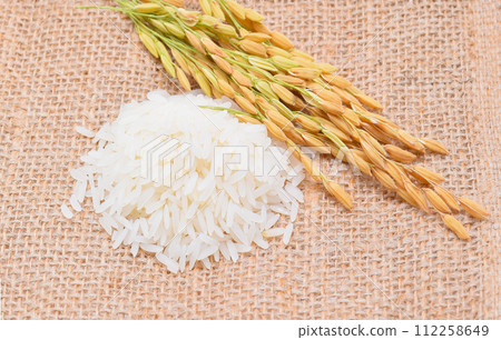 rice plants, grains of thai jasmine rice rice plants, grains of thai jasmine rice 112258649