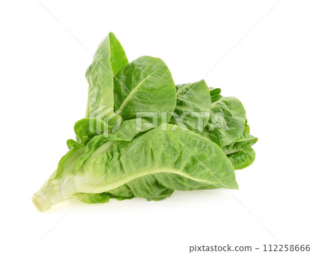 butter head lettuce isolated on white background butter head lettuce isolated on white background 112258666