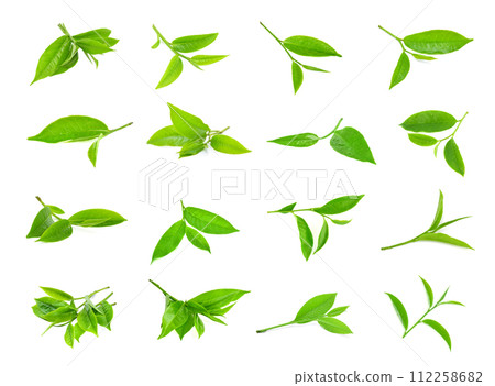 green tea leaf isolated on white background 112258682
