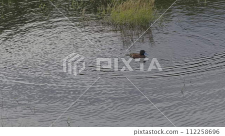 Slow Motion Blue-Billed Duck Diving in the Lake Creating Waves Slow Motion Blue-Billed Duck Diving in the Lake Creating Waves 112258696