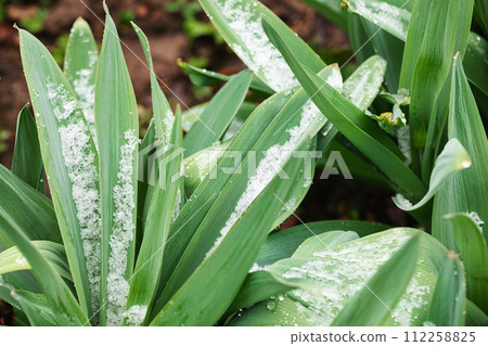 Green leaves dusted with snow 112258825