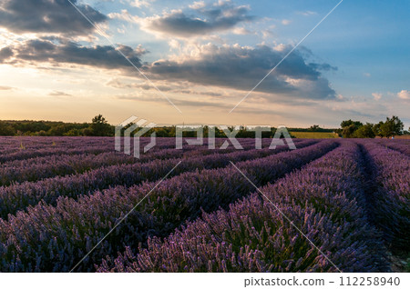 Lavender field in the Provence 112258940