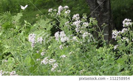 Flower of Ibuki muskou 112258954