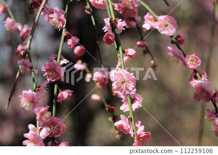 Weeping plums in full bloom Weeping plums in full bloom 112259106