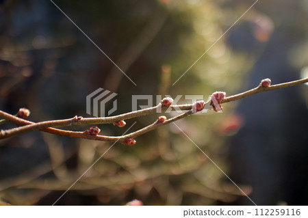 New buds swell on the branches of blueberry trees, preparing for spring. New buds swell on the branches of blueberry trees, preparing for spring. 112259116