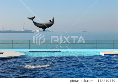 海豚 海豚 112259119