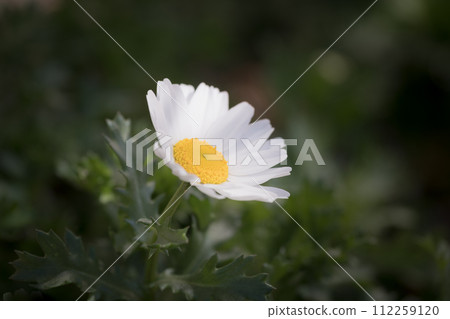 瑪格麗特花 瑪格麗特花 112259120