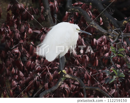 little egret perched on a tree 112259150