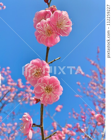 藍天映襯下的粉紅色梅花<南公園(葵梅林)/愛知縣岡崎市> 藍天映襯下的粉紅色梅花<南公園(葵梅林)/愛知縣岡崎市> 112259227