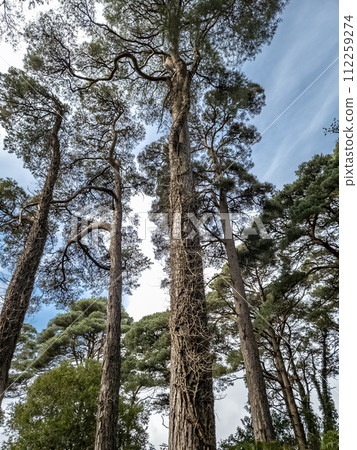Scots Pine trees in County Donegal - Ireland 112259274
