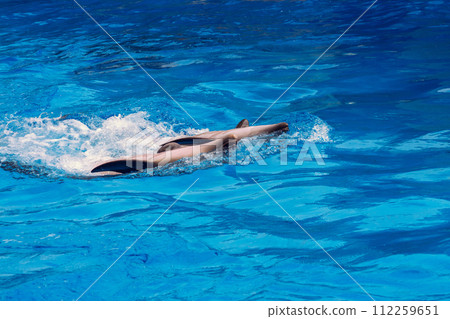 A couple of dolphins swim in the sea A couple of dolphins swim in the sea 112259651