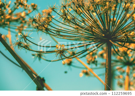 Dry Heracleum plant at sunset sky Dry Heracleum plant at sunset sky 112259695
