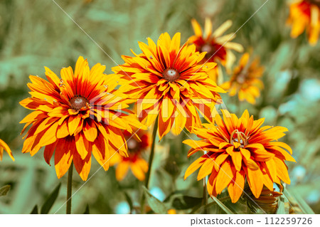 Flowering Rudbeckia hirta (Black-eyed Susan) flowers in the garden in summer 112259726