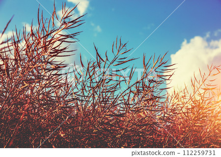 Rapeseed field. Dry Rapeseed plants against the blue sky 112259731