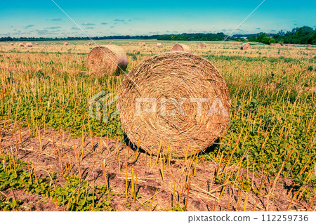 Rural landscape in the evening. Field after harvesting with straw bales Rural landscape in the evening. Field after harvesting with straw bales 112259736