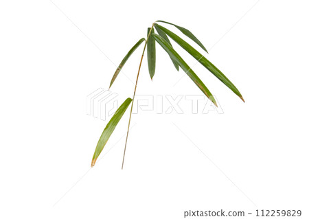 Bamboo branch with leaves isolated on white Bamboo branch with leaves isolated on white 112259829