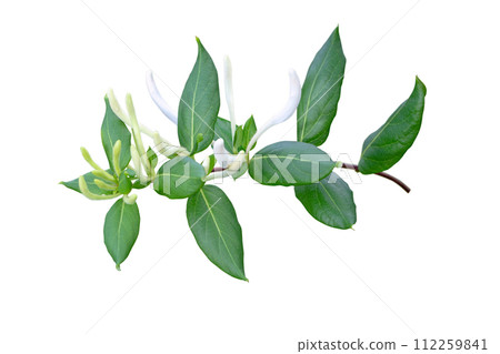 Honeysuckle or Lonicera japonica branch with flower buds and leaves isolated on white Honeysuckle or Lonicera japonica branch with flower buds and leaves isolated on white 112259841
