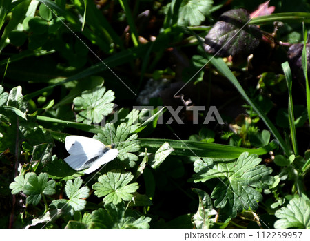 White butterfly on green leaves White butterfly on green leaves 112259957