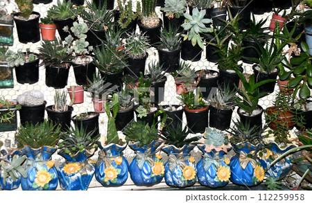 Cactus background in hanging pots 112259958