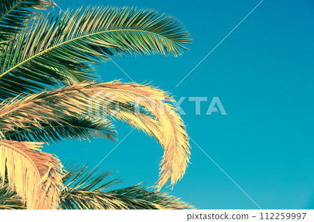 Palm tree leaves against the sky. Tropical nature background Palm tree leaves against the sky. Tropical nature background 112259997