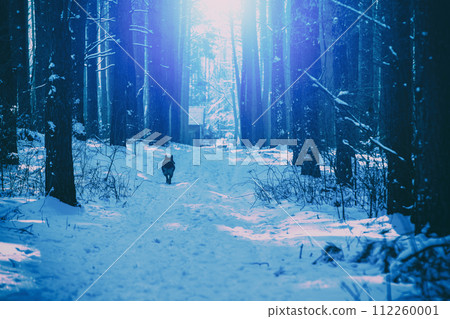 Snowy pine forest in winter in sunny weather. Blue tinted Snowy pine forest in winter in sunny weather. Blue tinted 112260001