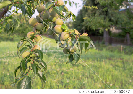 枝條沉重地垂下,掛滿了碩大的李子果實 枝條沉重地垂下,掛滿了碩大的李子果實 112260027
