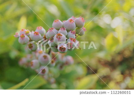 Close up of blueberries with background blur Close up of blueberries with background blur 112260031