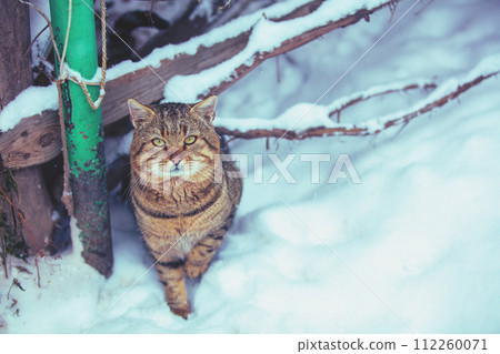 Cat walks in the yard in snowy winter Cat walks in the yard in snowy winter 112260071