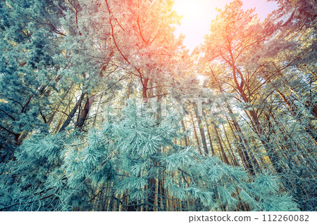 Snowy forest in winter. Winter nature. Bottom view 112260082