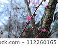 Red plum in the forest 112260165