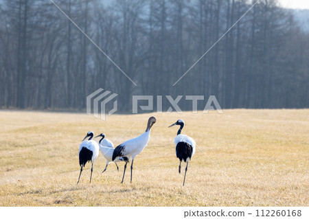 Tanushi crane of Kushiro 112260168