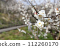 White plum blossoms along the promenade 112260170