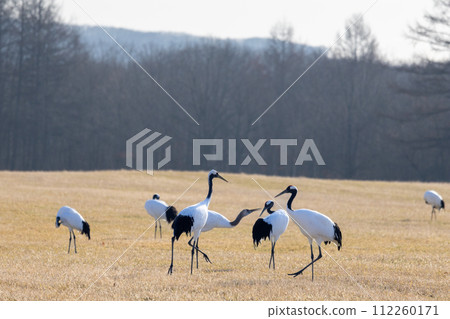 Tanushi crane of Kushiro Tanushi crane of Kushiro 112260171