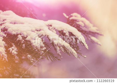 Cupressus branches covered with snow. Natural winter background. Winter nature. Snowy forest. Christmas background 112260319