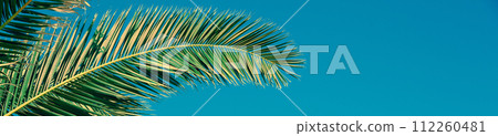 Palm tree leaves against the sky. Tropical nature background. Horizontal banner 112260481