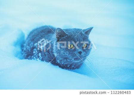 Blue British shorthair cat sitting in the snow in a blizzard. Blue toning 112260483