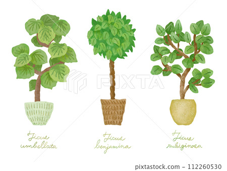 Houseplant illustration set - Umbellata Benjamin Frances gums Houseplant illustration set - Umbellata Benjamin Frances gums 112260530