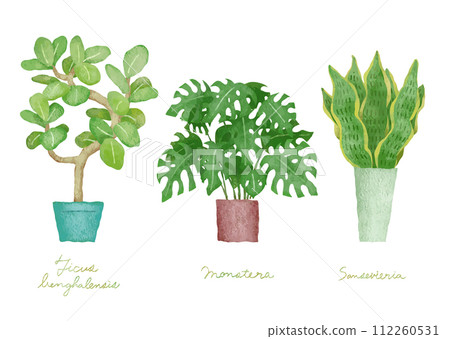 Illustration set of houseplants - Ficus bengalensis, Monstera, Sansevieria 112260531