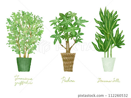 Illustration set of houseplants - Shima ash, Pachira, Dracaena jere 112260532