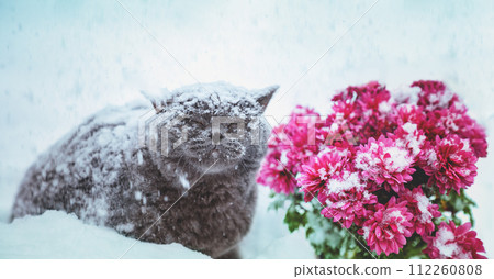 Blue British shorthair cat walking outdoors in the snow during snowfall. The cat sits near chrysanthemum flowers covered with snow 112260808
